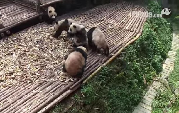 Панды устроили массовую драку в заповеднике