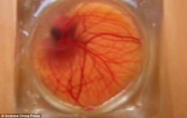 Вчені показали розвиток ембріона, створивши прозору шкаралупу
