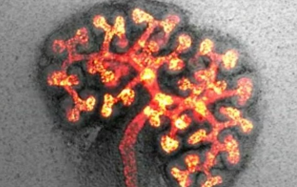Вчені показали розвиток нирки зі скупчення клітин