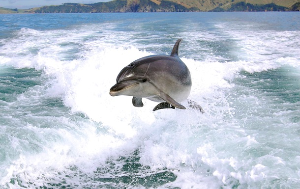 200 дельфінів викинулися на берег у Новій Зеландії