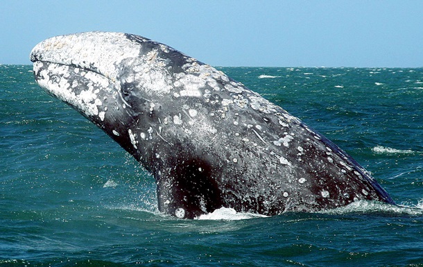 Серый кит убил туристку из Канады на побережье Мексики