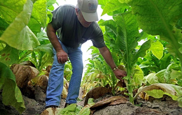 На табачных плантациях США работают дети младше 12 лет - Avaaz