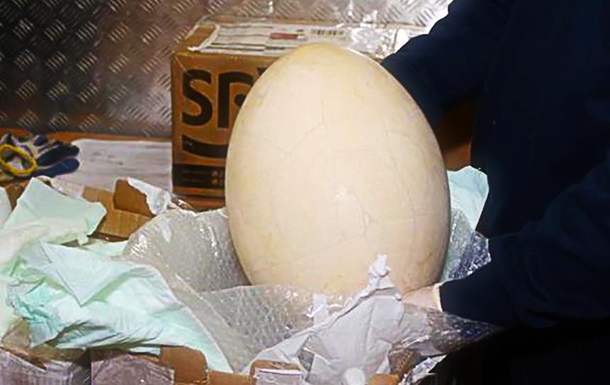 Італієць хотів вивезти за кордон доісторичне яйце