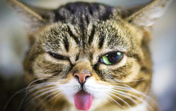 Фотограф розкрив секрет шорстких язиків у кішок