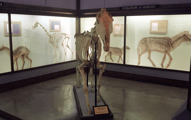 В Вене нашли скелет  военного верблюда  XVII века