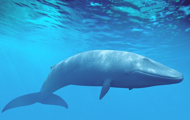 На берег Австралии выбросило тушу редкого кита