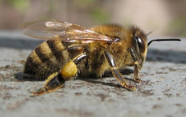 Тысячи пчел утонули в собственном меде после ДТП во Франции
