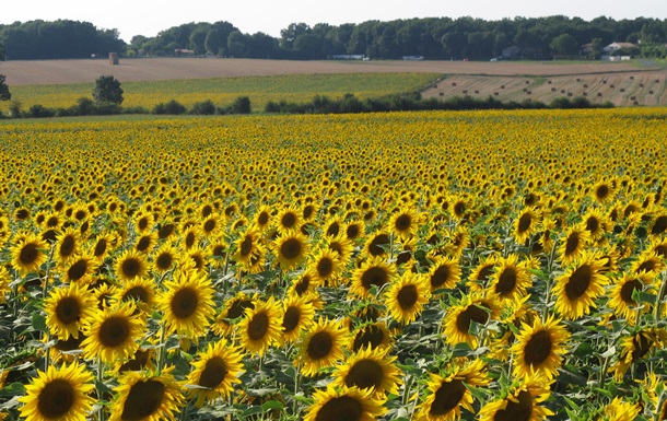 Україна стала світовим лідером з експорту соняшникової олії