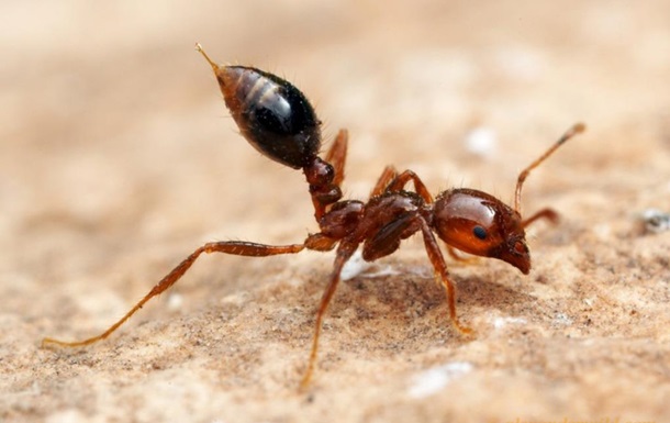 Огненные муравьи меняют стратегию раскопок в зависимости от почвы