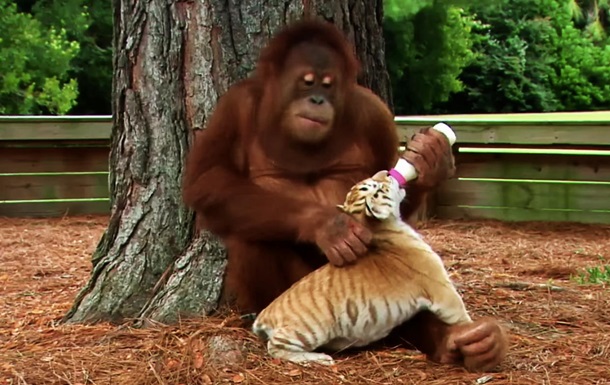 Містер няня: ролик про найдобрішого орангутанга підкорив любителів тварин