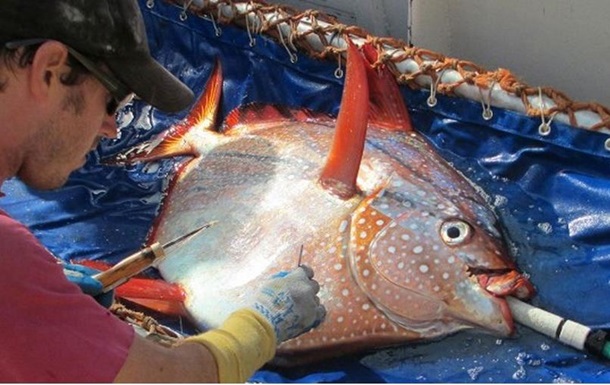 Вчені знайшли першу в світі теплокровну рибу