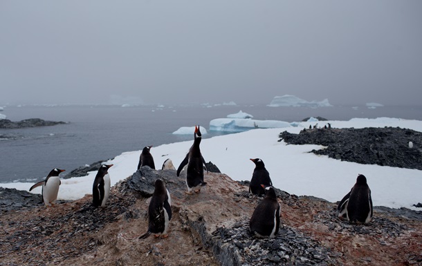 Ученые завезут в Антарктику лед
