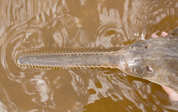 Ученые: рыба-пила может давать потомство без самцов