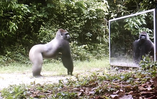 Дикие животные vs зеркала: cнятый скрытой камерой ролик стал хитом YouTube