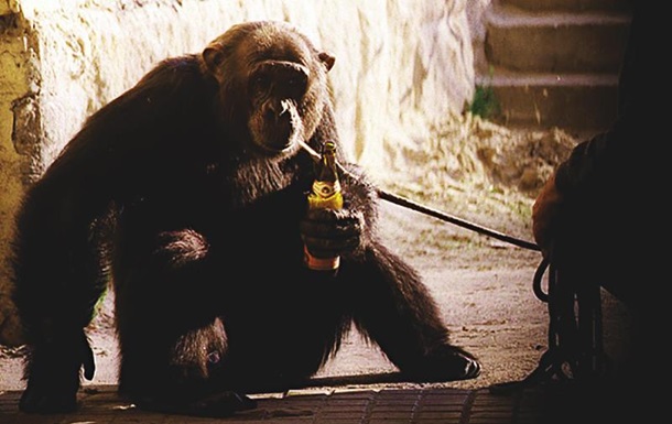 Антропологи обнаружили среди диких обезьян алкоголиков