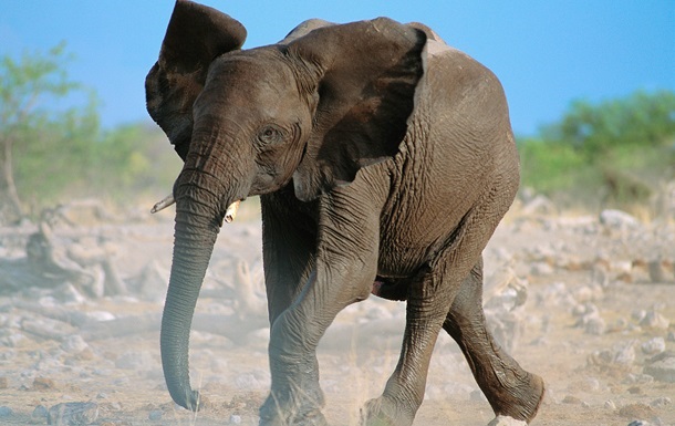 Сбежавший из цирка слон убил мужчину в Германии 