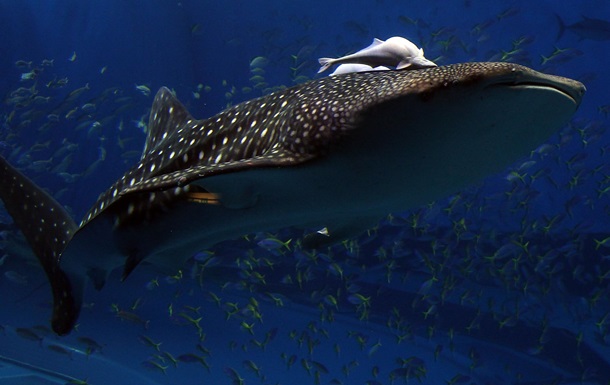Серфінг на акулі: відео обурило захисників природи