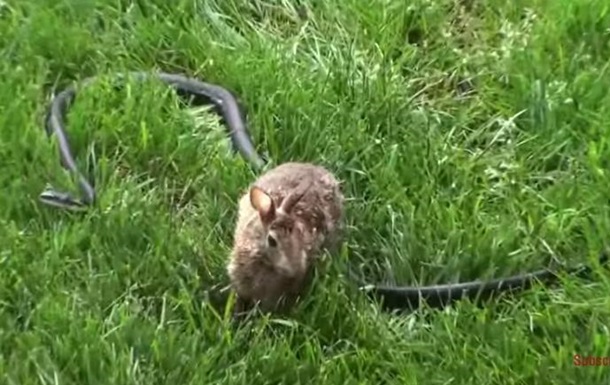 Крольчиха напала на змею в надежде защитить свое потомство