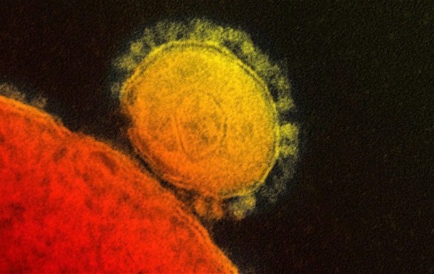 Вчені виявили вразливе місце вірусу MERS