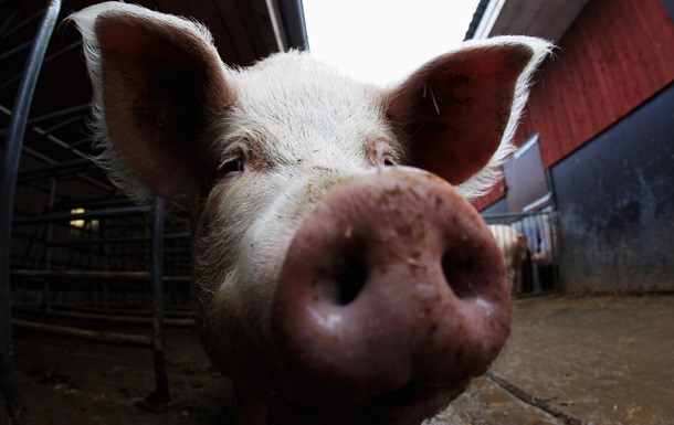 Китайские генетики вывели свиней- бодибилдеров  