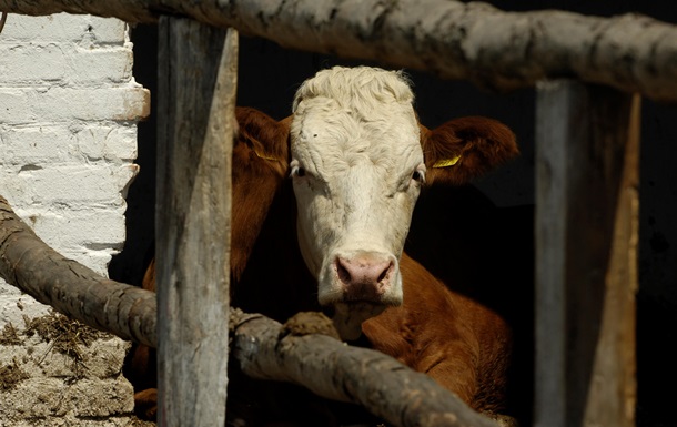 Коровам відмовити. Молочний ринок України стрімко скорочується