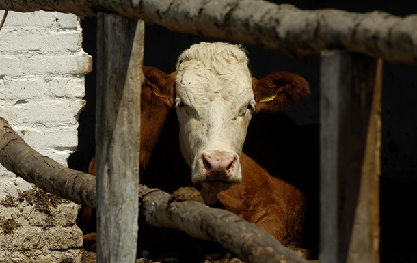 Коровам отказать. Молочный рынок Украины стремительно сокращается