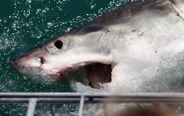 Нападение акулы на клетку с дайверами сняли на видео