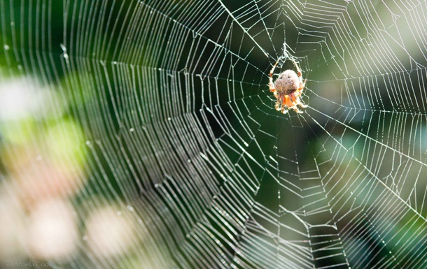Ученые: пауки могут пересекать водоемы словно парусники