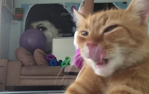 Кіт, який  затьмарив  заняття йогою господині, став хітом YouTube