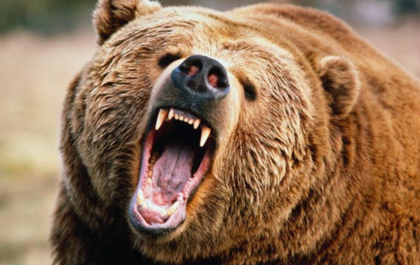 В России медведь напал на девушку в кафе
