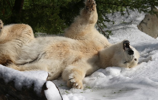 Екологи попереджають про повне зникнення білих ведмедів до 2025 року