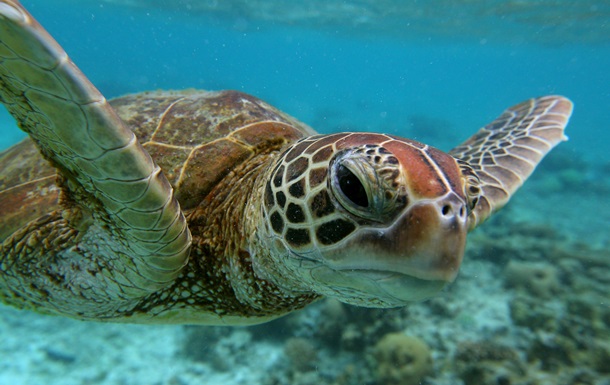 Черепаха провела відеоекскурсію Великим Бар єрним рифом