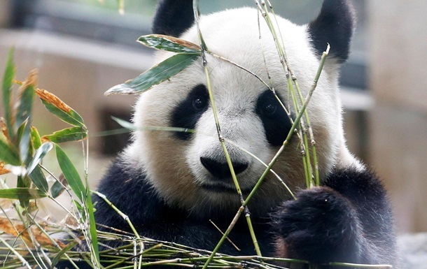 Большая панда потребляет вдвое меньше калорий, чем человек – ученые