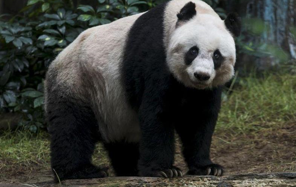 Велика панда готується побити світовий рекорд з життя в неволі