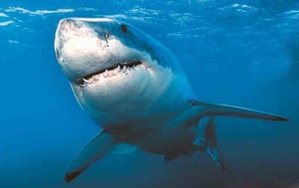 Фахівці Discovery встановили, що акулам подобається дет-метал
