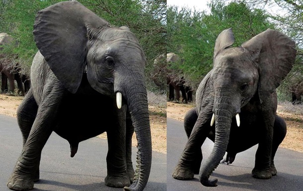 Фотограф заснял необычные кадры слоненка, танцующего брейк-данс