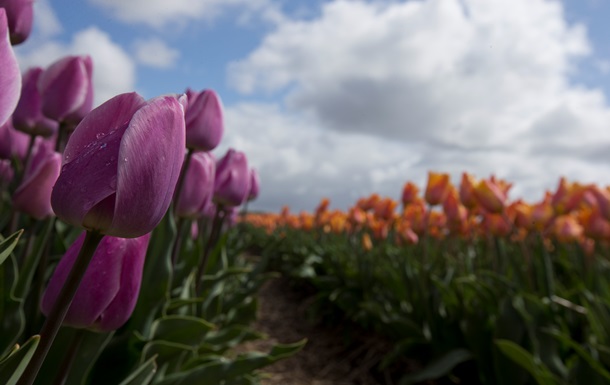 В России вновь заговорили о запрете цветов из Нидерландов