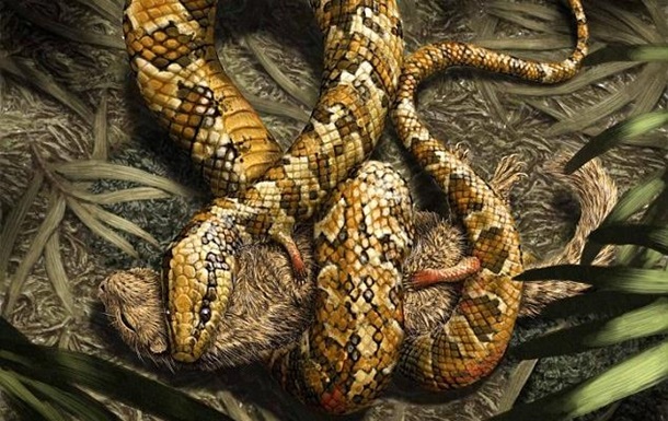 Вчені знайшли змію з чотирма кінцівками