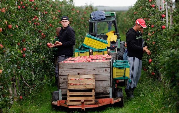 Експорт польських яблук впав на 20% через російські санкції