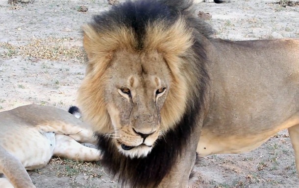 В Зимбабве убит знаменитый лев