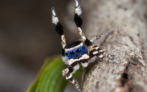 Спокусника у масці назвали наймилішим павуком планети