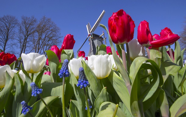 Росія посилює правила ввезення квітів, вирощених у Нідерландах