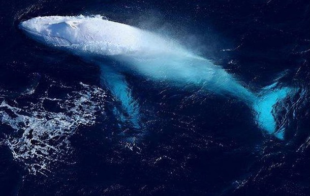 Рідкісного кита-альбіноса помітили біля берегів Австралії