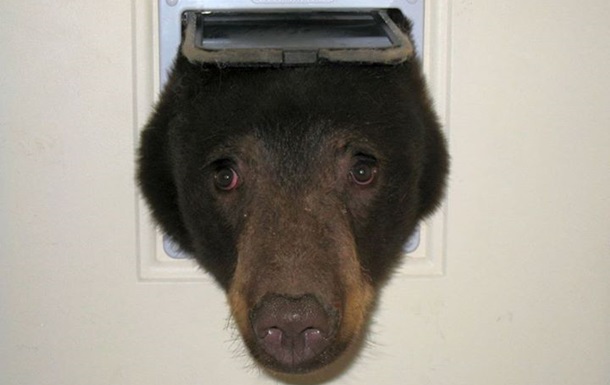 У США голодний ведмідь застряг в дверцятах для кішок
