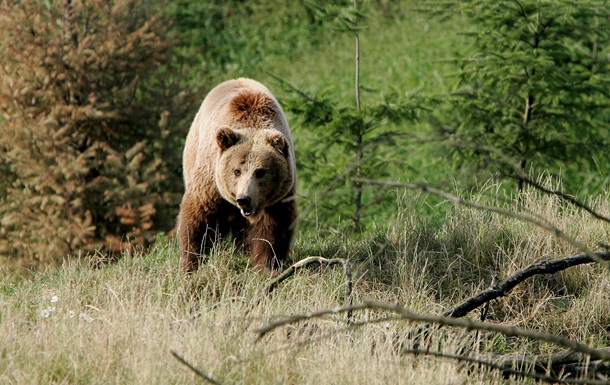 У Росії невідомі переїхали ведмедя джипом