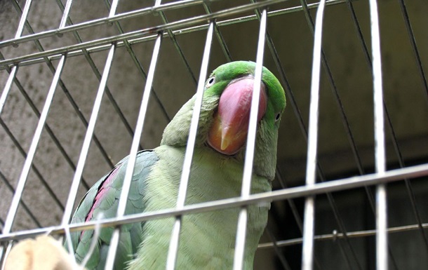 Поліція Індії заарештувала папугу за образу літньої жінки