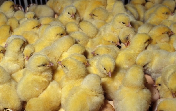 ООН: Домохозяйства Донбасса получат около 7 тысяч цыплят