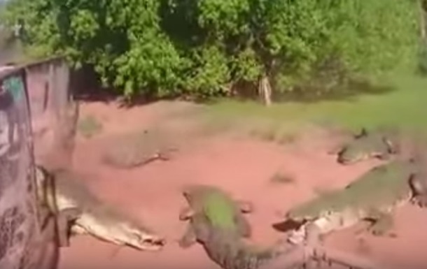 Атаку крокодила на крокодила зняли на відео