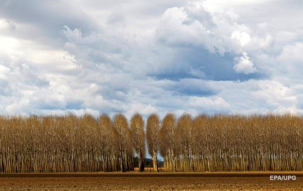 Екологи підрахували дерева на Землі