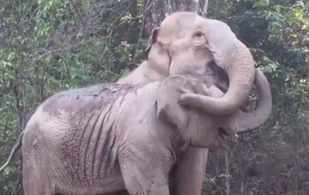 Слониха и ее дитя узнали друг друга спустя 3 года 